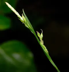 Henderson's Sedge thumbnail 4