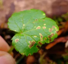 Entyloma flavoluteum thumbnail 2