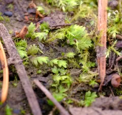 Lesser Pocket-moss thumbnail 4