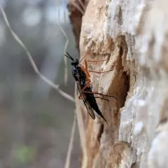 Xylophagus reflectens thumbnail 3