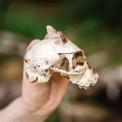 Domestic Goat thumbnail 4