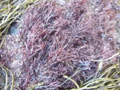 false Irish moss thumbnail 2