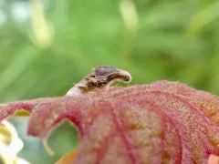 Coleophora querciella thumbnail 2