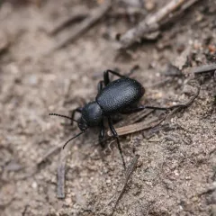 Eleodes rotundipennis thumbnail 2