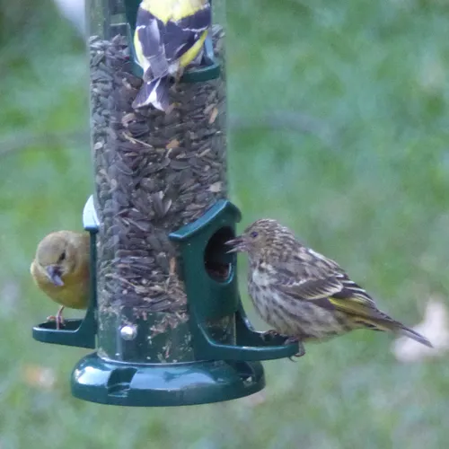 Pine Siskin