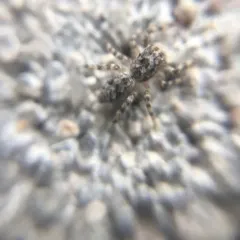 Tan Jumping Spider thumbnail 4