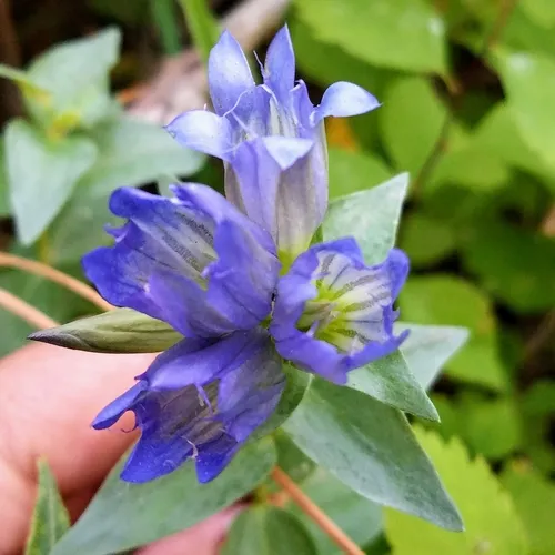 pleated gentian