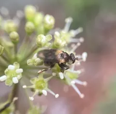 Myopa vesiculosa thumbnail 4