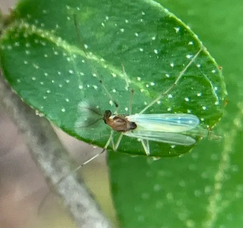 Microtendipes caducus