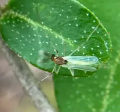 Microtendipes caducus thumbnail 1