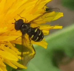 Boreal Brusheye thumbnail 4