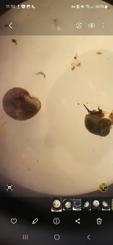 Shasta Pebblesnail