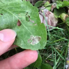 Liriomyza taraxaci thumbnail 3