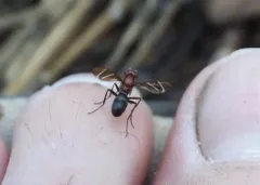 Tritoxa cuneata thumbnail 3