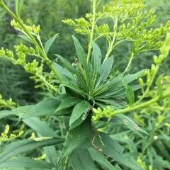 Goldenrod Bunch Gall Midge thumbnail 4