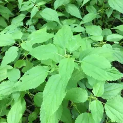 false nettle thumbnail 2