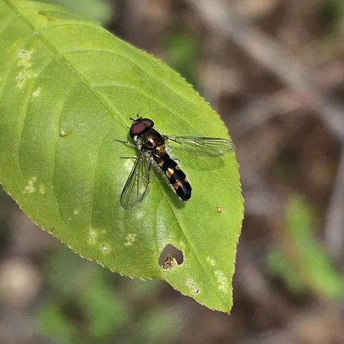 Variable Roundtail