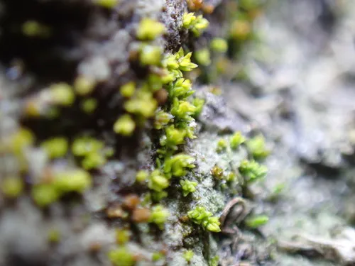 Pseudocrossidium obtusulum