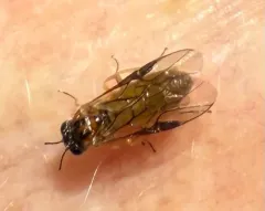 Acordulecera dorsalis thumbnail 2