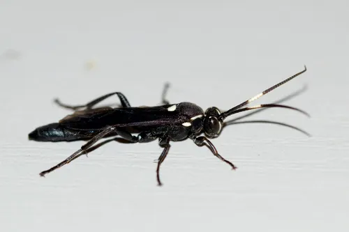 Coelichneumon vitalis