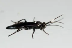 Coelichneumon vitalis thumbnail 1