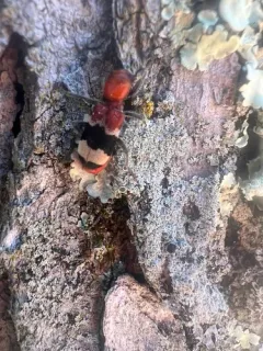 Thanasimus trifasciatus thumbnail 4