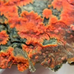 scarlet waxcrust photo