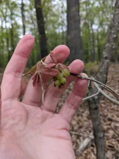 Neuroterus quercusirregularis thumbnail 4