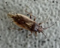 Cymus luridus thumbnail 3