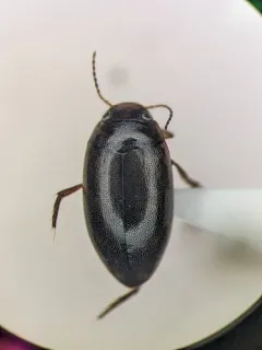 Hygrotus obscureplagiatus thumbnail 2