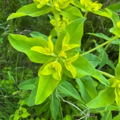 eggleaf spurge thumbnail 3