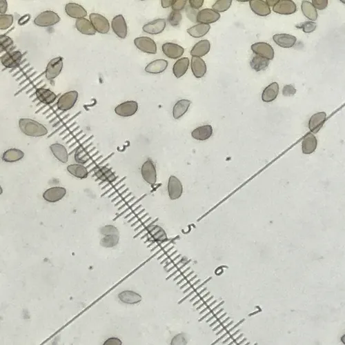 Hebeloma albidulum
