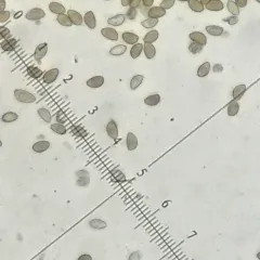 Hebeloma albidulum thumbnail 1