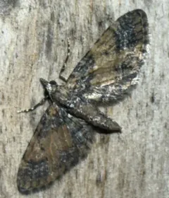 Small Pine Looper Moth thumbnail 3