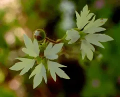 San Francisco woodland-star thumbnail 4