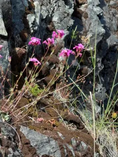 modest rockcress thumbnail 4