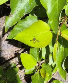 Western Wasp Fly thumbnail 3