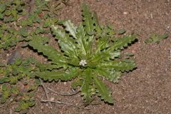 Lott's Aliciella thumbnail 3