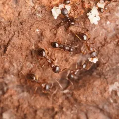 Western Collared Ant thumbnail 3