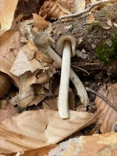 Entoloma luteofuscum thumbnail 1