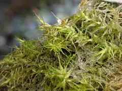 Fertile Feather-moss thumbnail 1