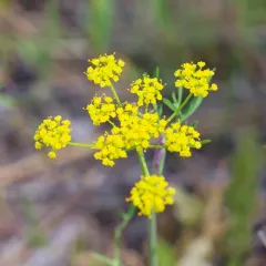 Wyeth Biscuitroot thumbnail 2