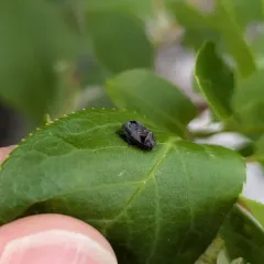 Penthimia americana thumbnail 3