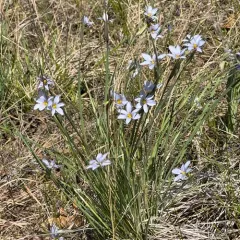 prairie blue-eyed grass thumbnail 3