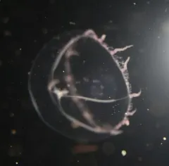 Mitrocomella polydiademata thumbnail 4