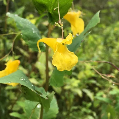 Touch-me-not Balsam