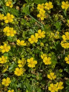 Spotted Cinquefoil thumbnail 4