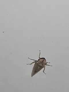 Xerophloea peltata thumbnail 2