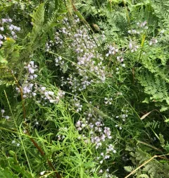 Pale Toadflax thumbnail 3