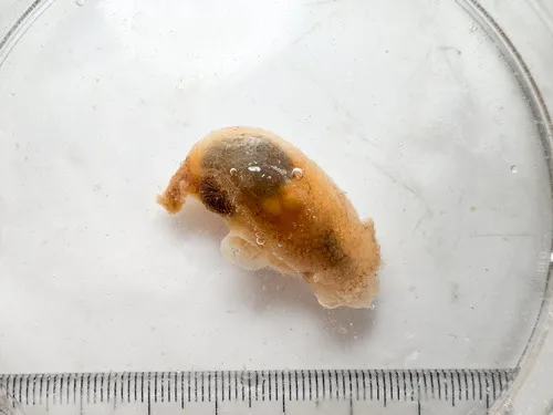 dwarf warty pleurobranch